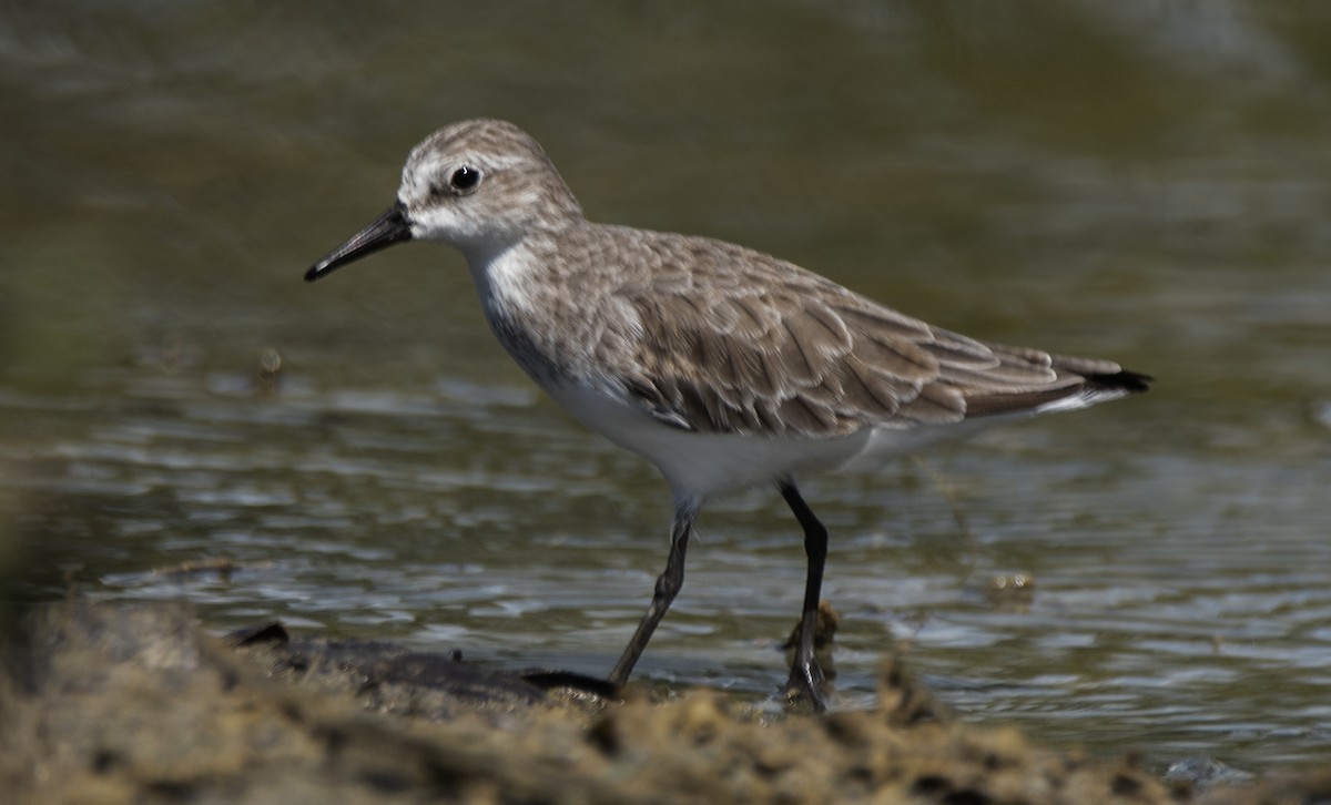 Semipalmated Sandpiper - ML645204730