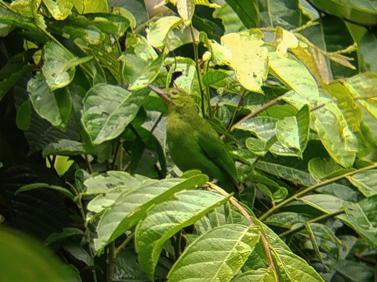Lesser Green Leafbird - ML645204749