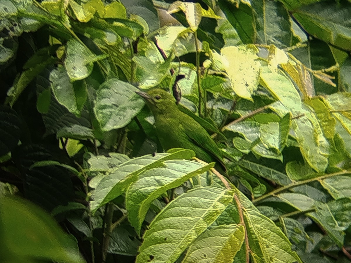 Lesser Green Leafbird - ML645204750