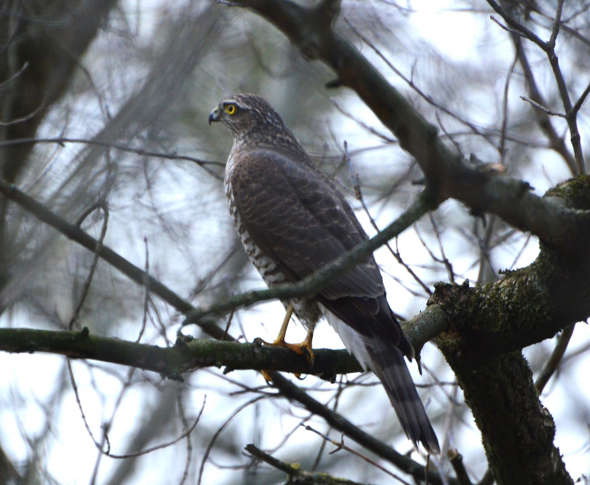 Eurasian Sparrowhawk - ML645204751