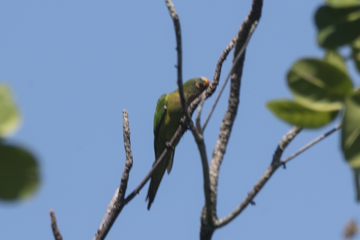 Peach-fronted Parakeet - ML645204752