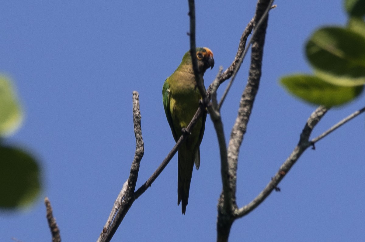 Peach-fronted Parakeet - ML645204753
