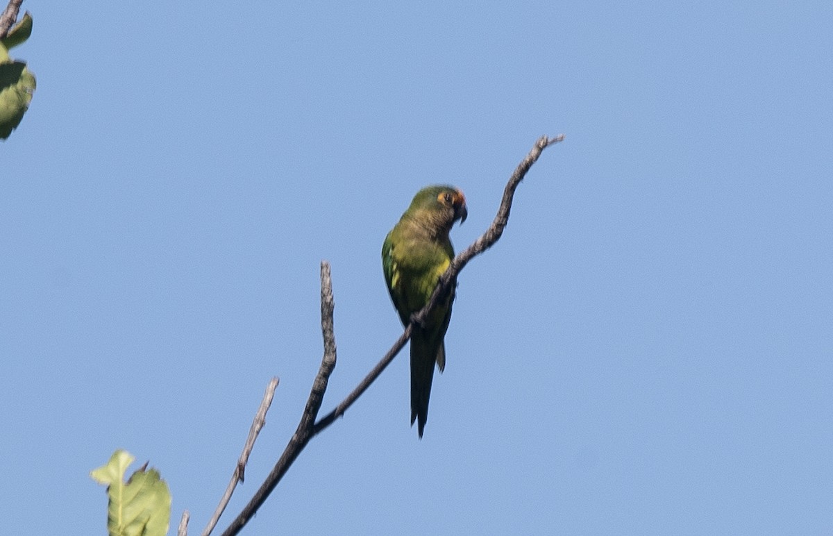 Peach-fronted Parakeet - ML645204754