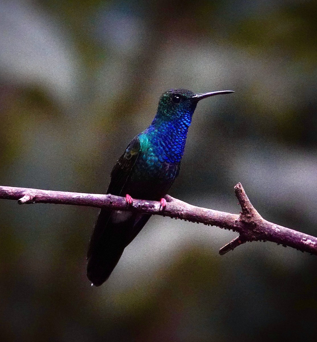 Bronze-tailed Plumeleteer - ML645204755