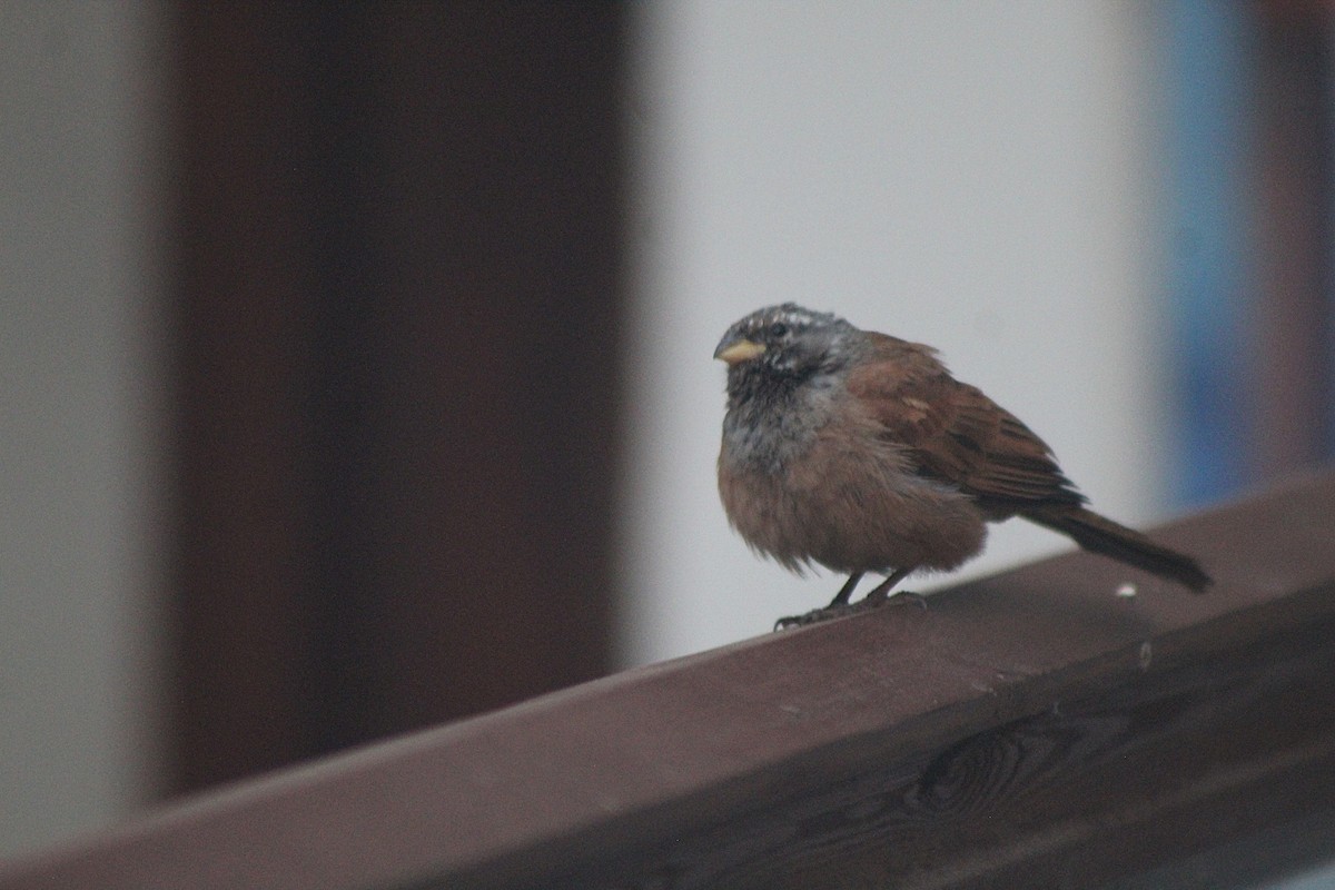 House Bunting - ML645204757