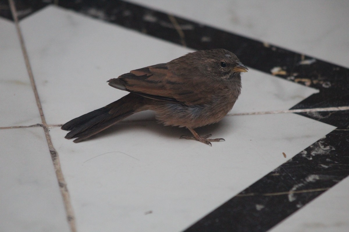 House Bunting - ML645204758