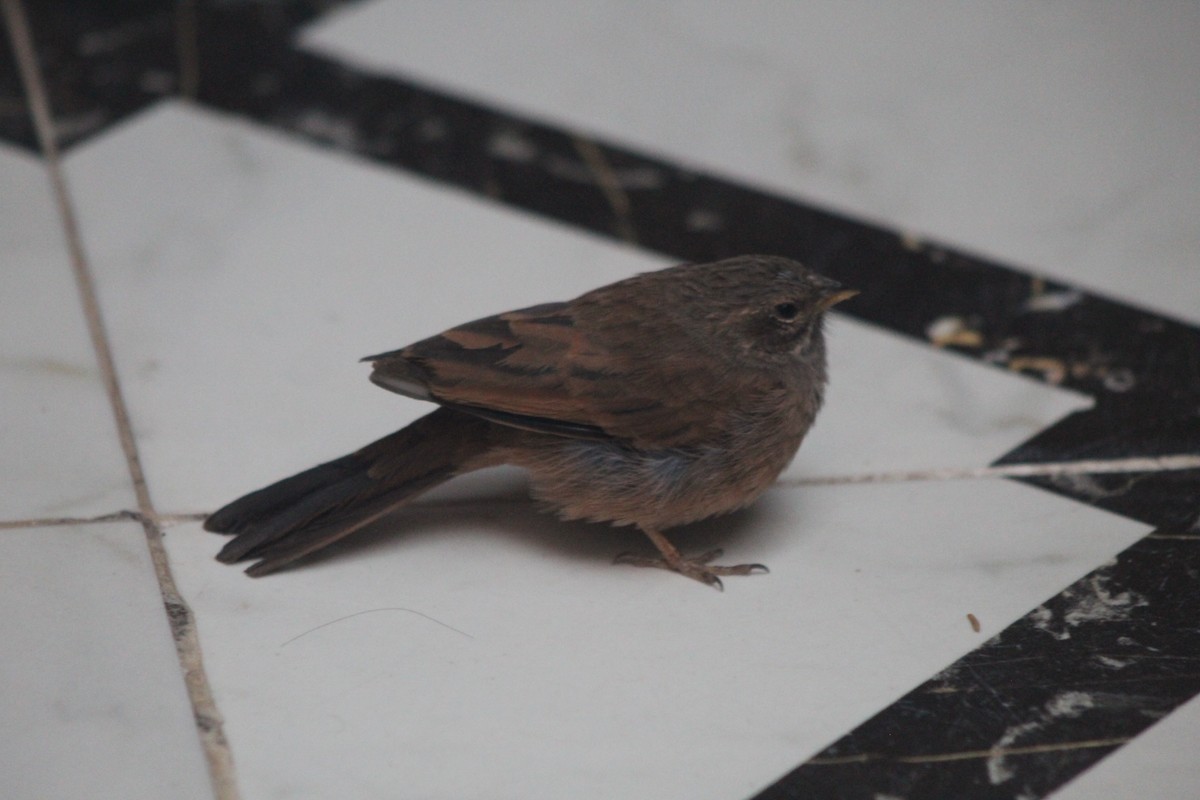 House Bunting - ML645204759