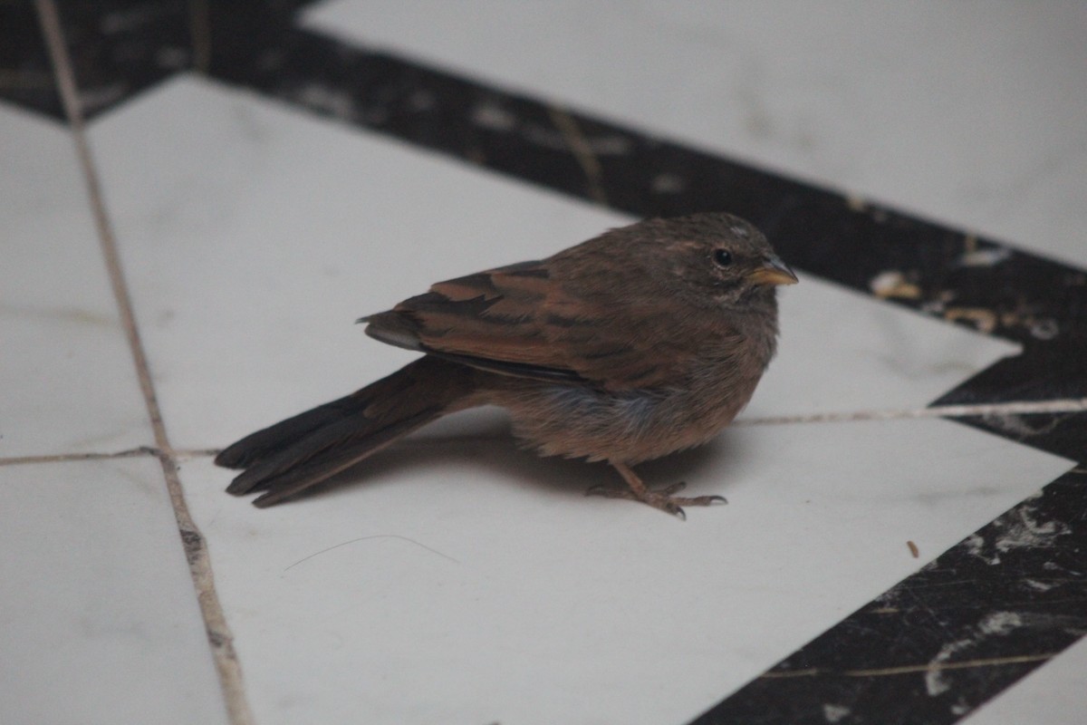 House Bunting - ML645204760