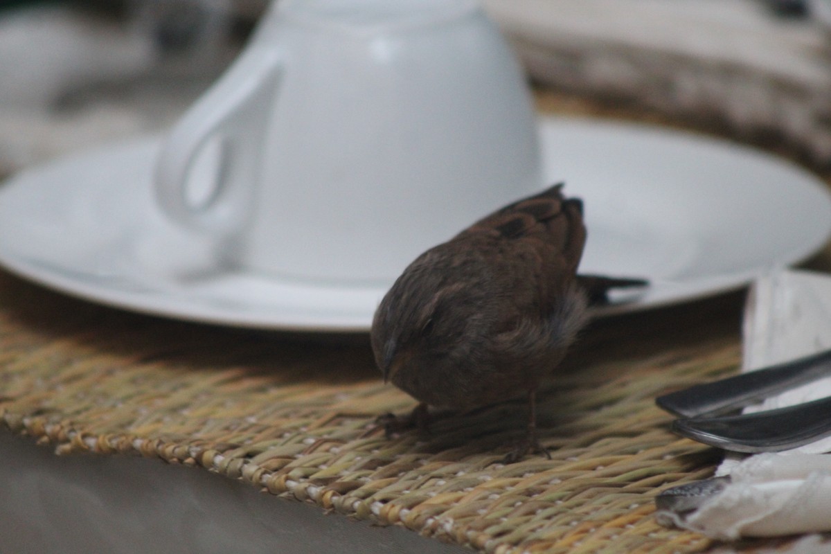 House Bunting - ML645204762