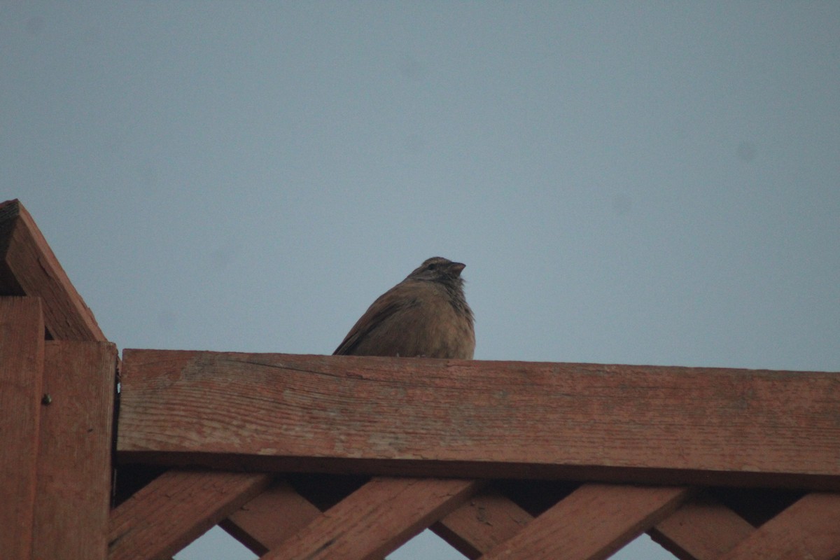 House Bunting - ML645204763