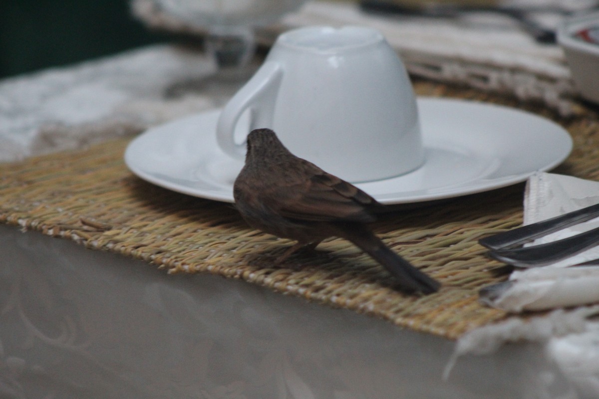 House Bunting - ML645204764