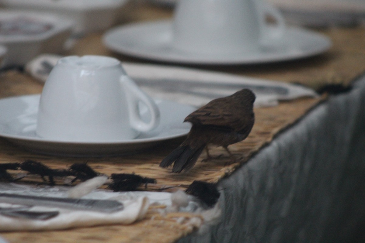 House Bunting - ML645204765