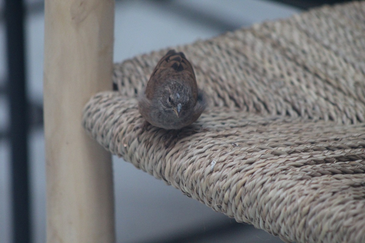 House Bunting - ML645204766