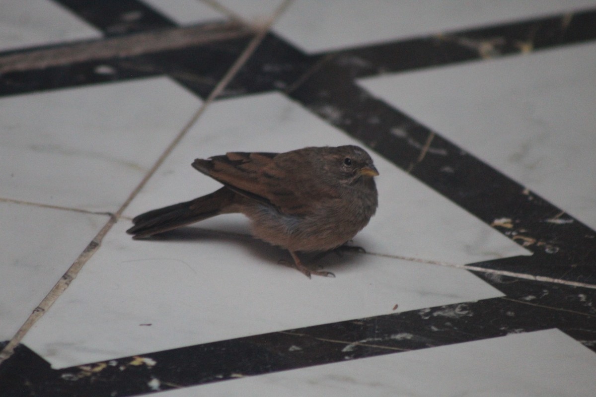 House Bunting - ML645204767