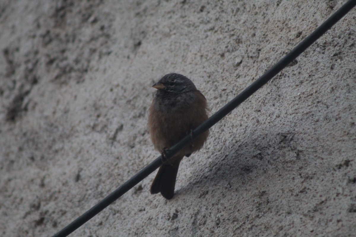 House Bunting - ML645204768