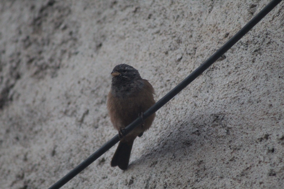 House Bunting - ML645204769