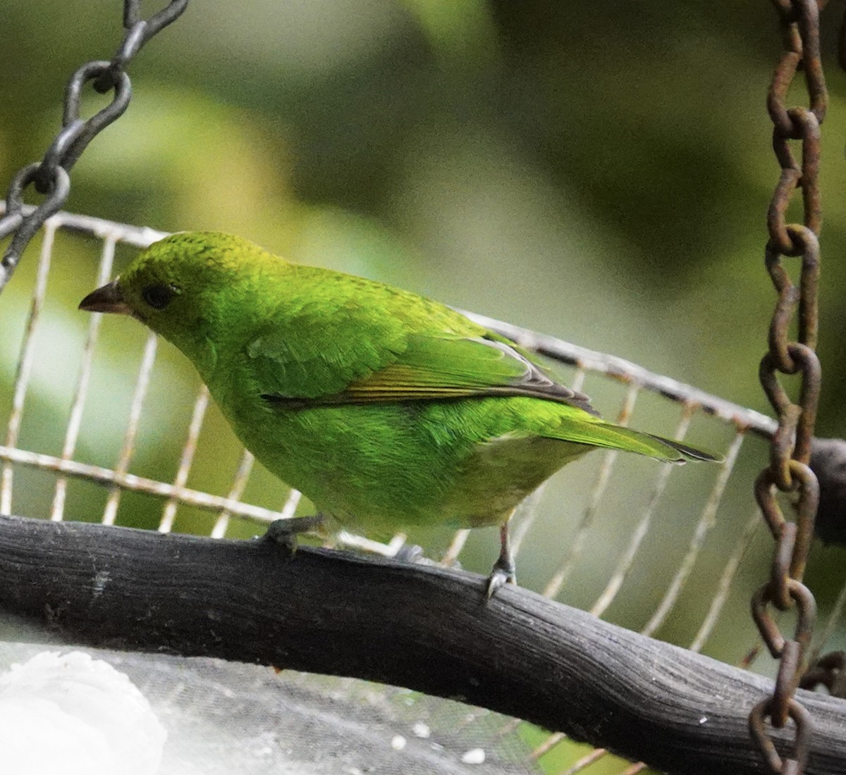 Rufous-winged Tanager - ML645204770