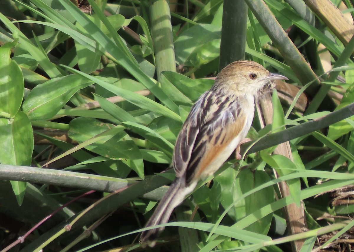 Winding Cisticola - ML645204773