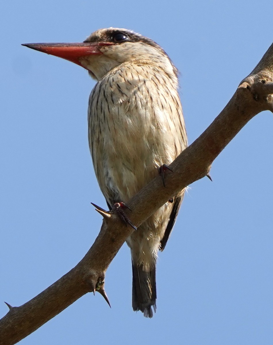 Striped Kingfisher - ML645204774