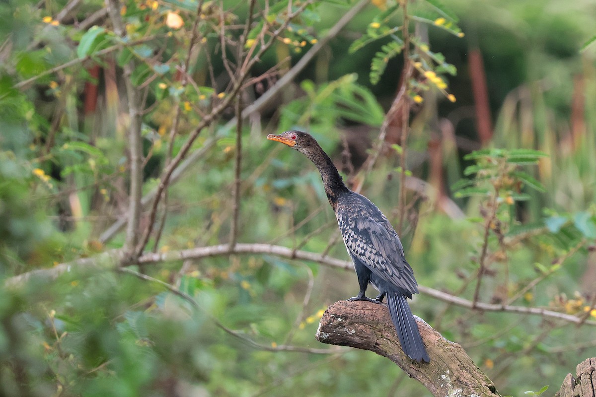 kormorán dlouhoocasý - ML645204775