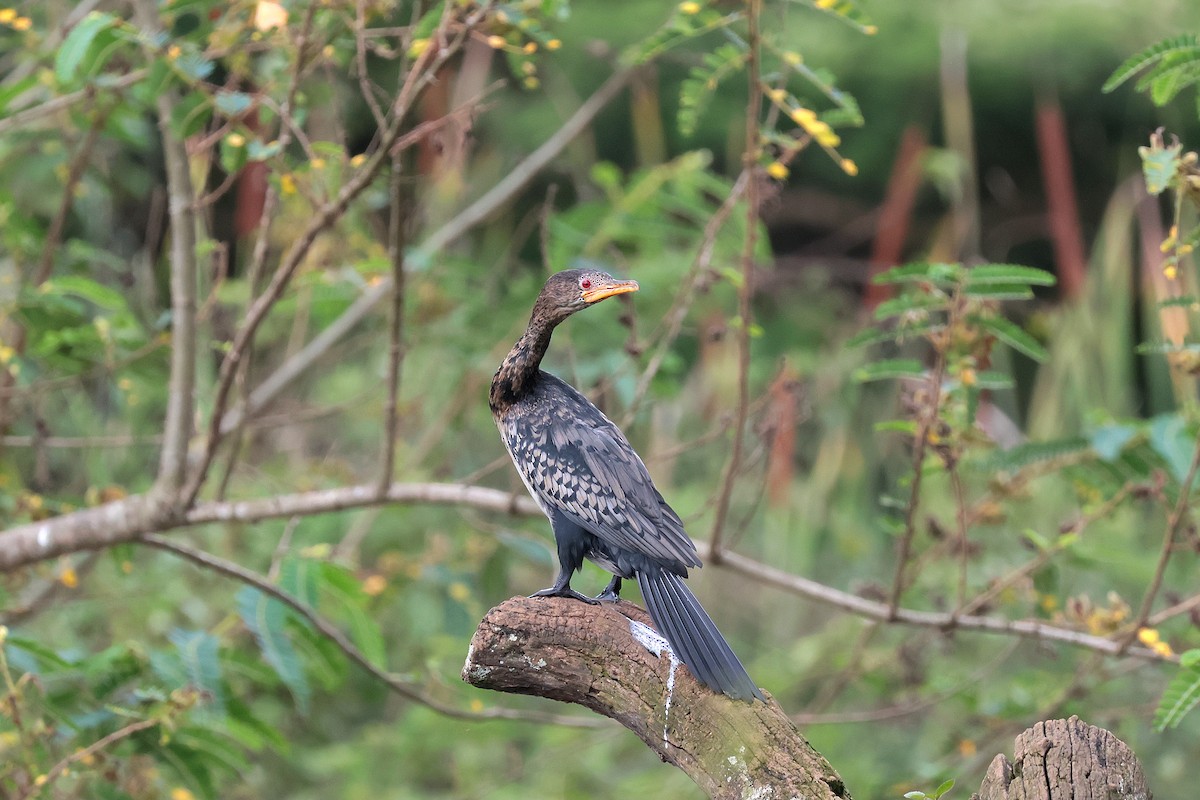 kormorán dlouhoocasý - ML645204776