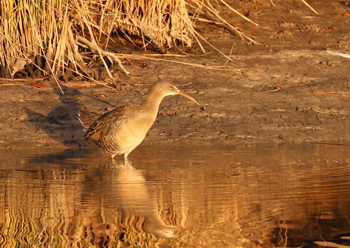 Clapper Rail - ML645204777