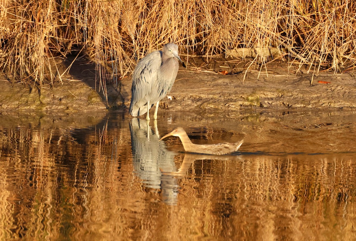 Clapper Rail - ML645204778