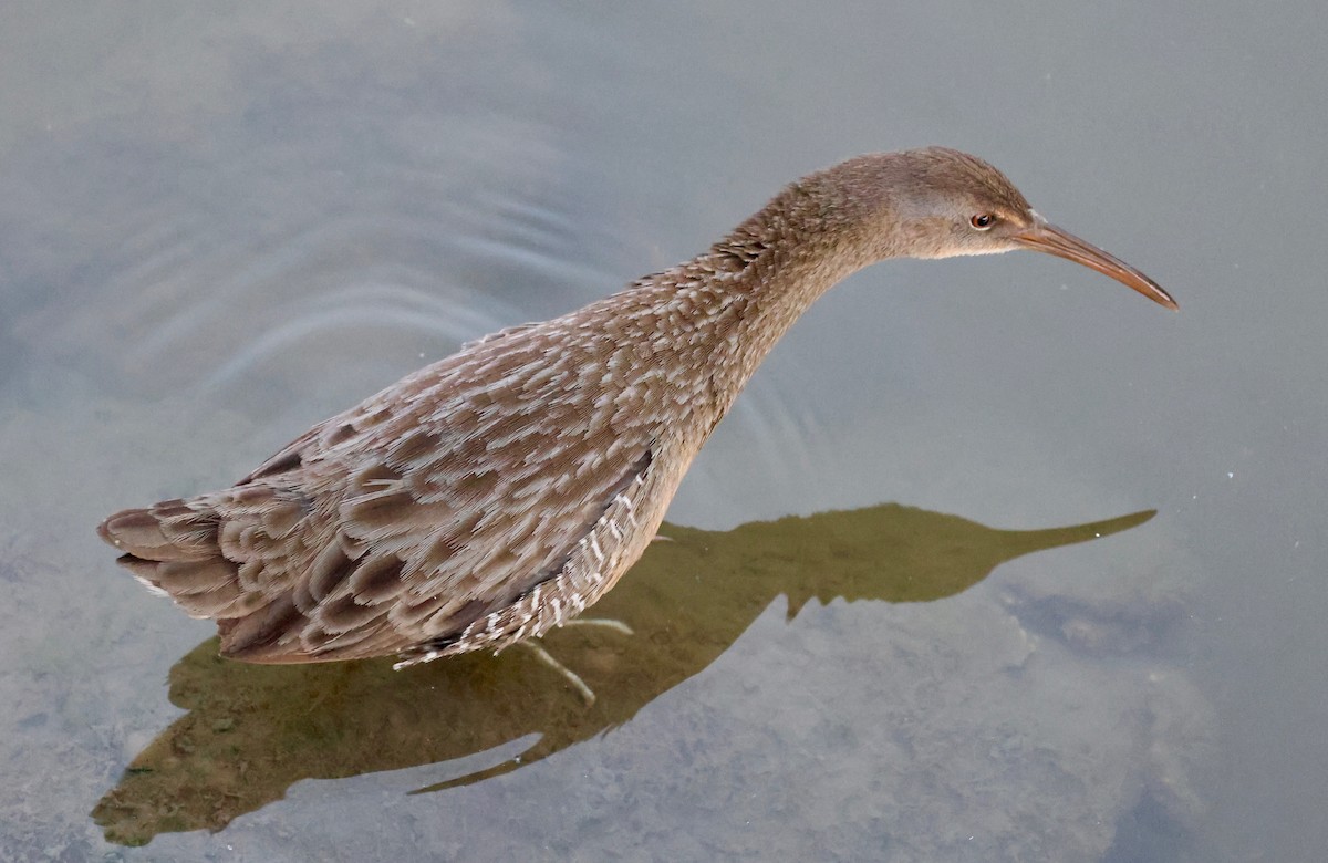 Clapper Rail - ML645204780