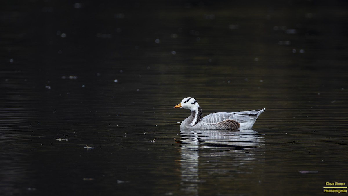 Гуска гірська - ML645204789