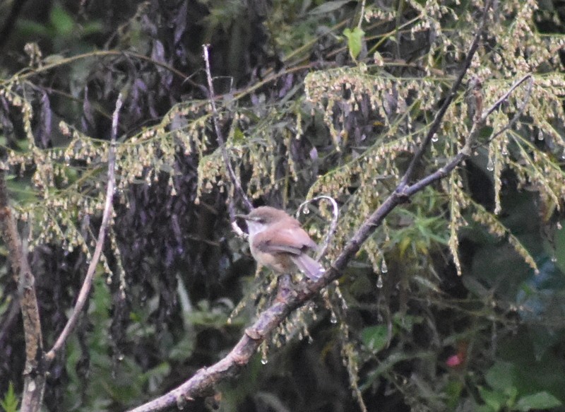 Gray-breasted Prinia - ML645204799