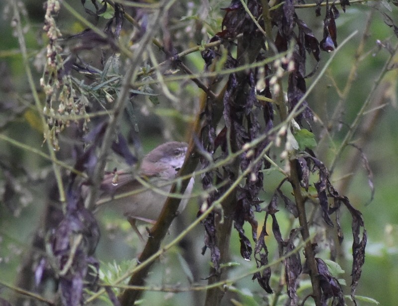 Gray-breasted Prinia - ML645204800