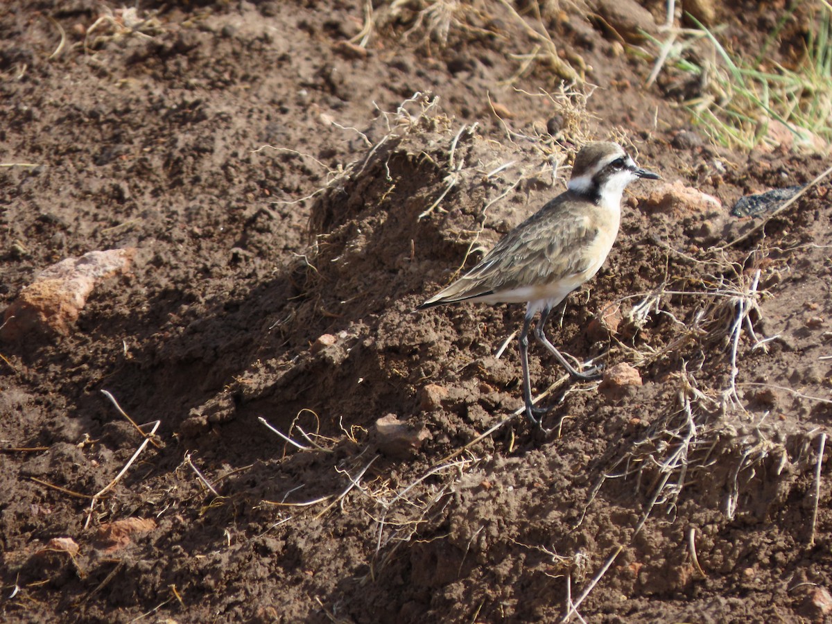 Txirritxo itzaina - ML645204801