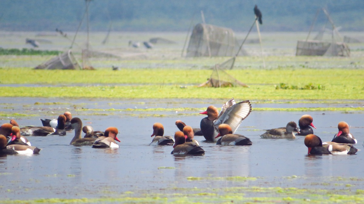 Ahate gorrizta - ML645204805