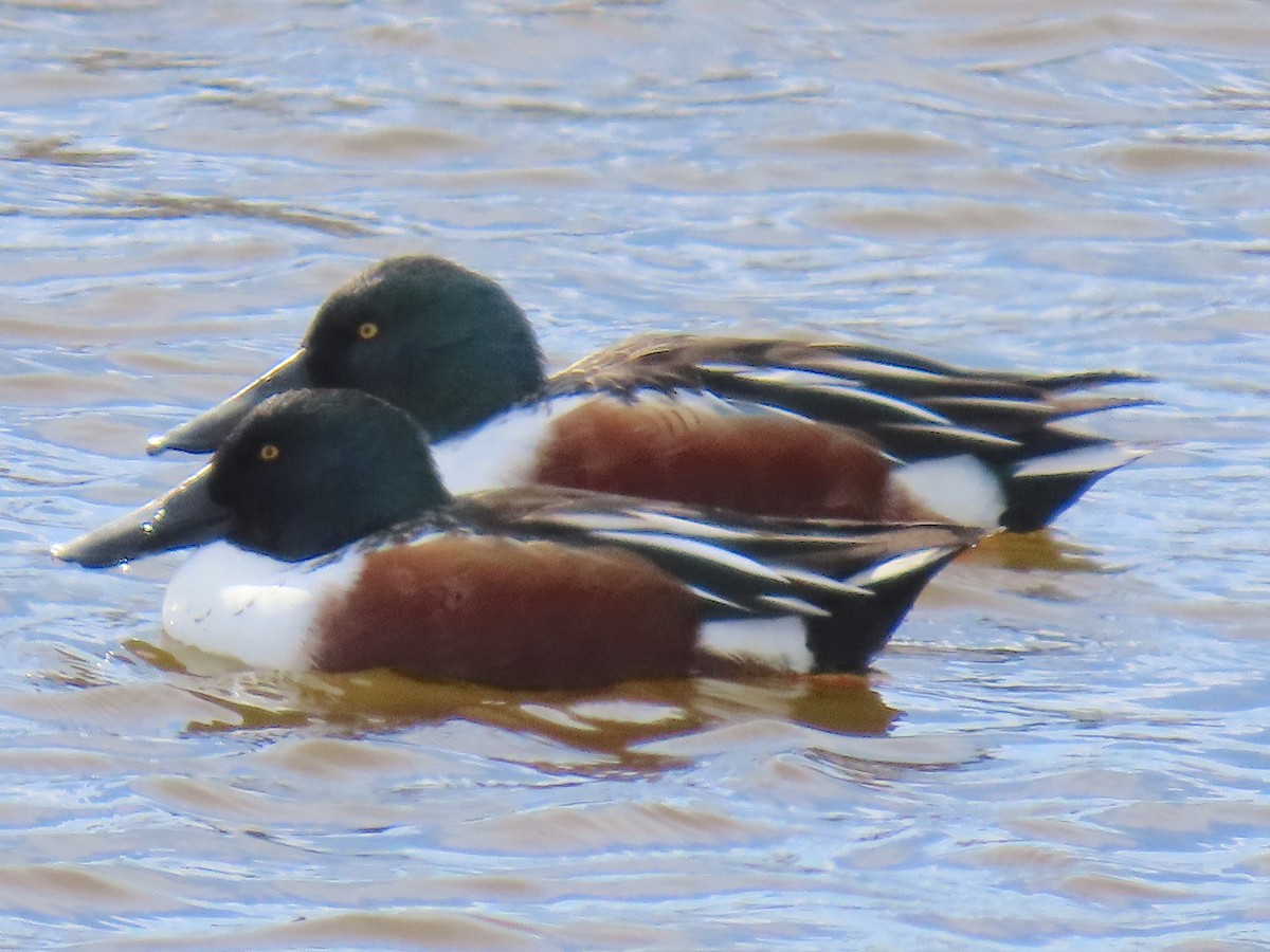 Ahate mokozabal zuria - ML645204806