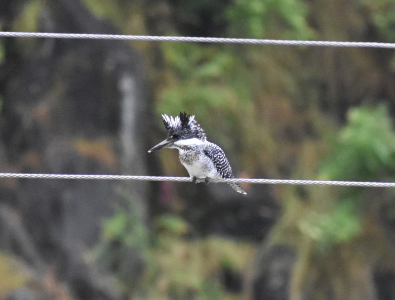Crested Kingfisher - ML645204807
