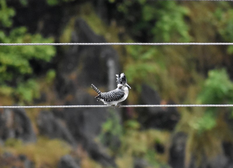 Crested Kingfisher - ML645204808