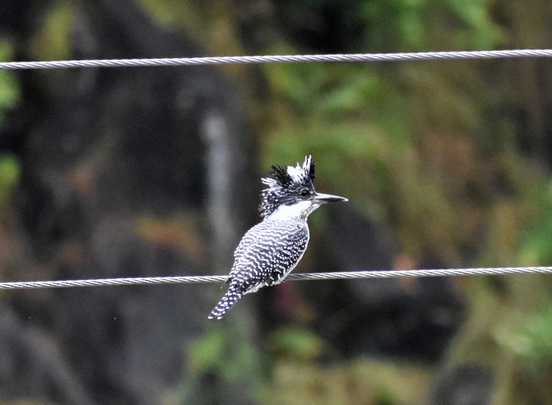 Crested Kingfisher - ML645204809