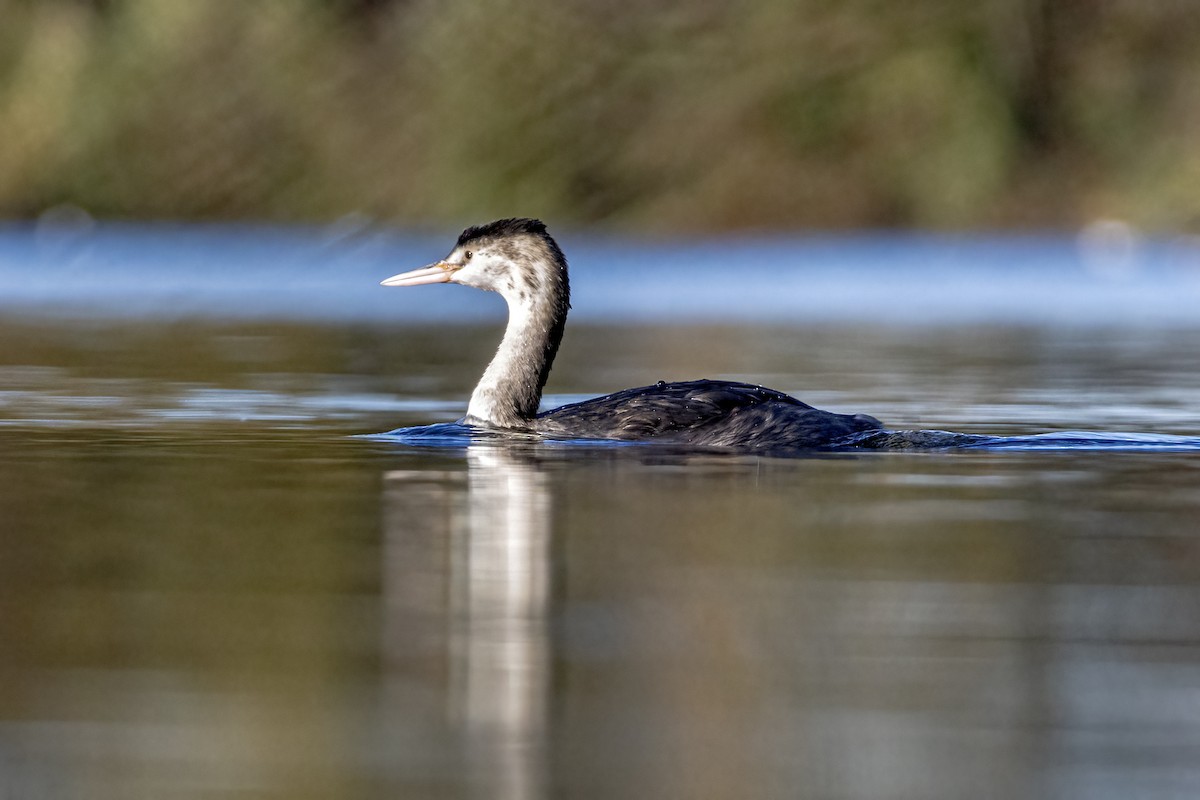 Murgil mottoduna - ML645204810