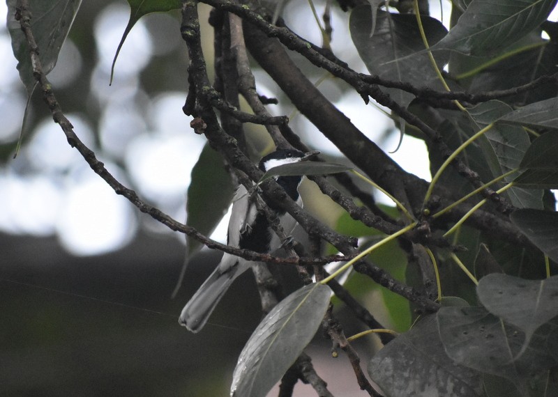 Asian Tit - ML645204811