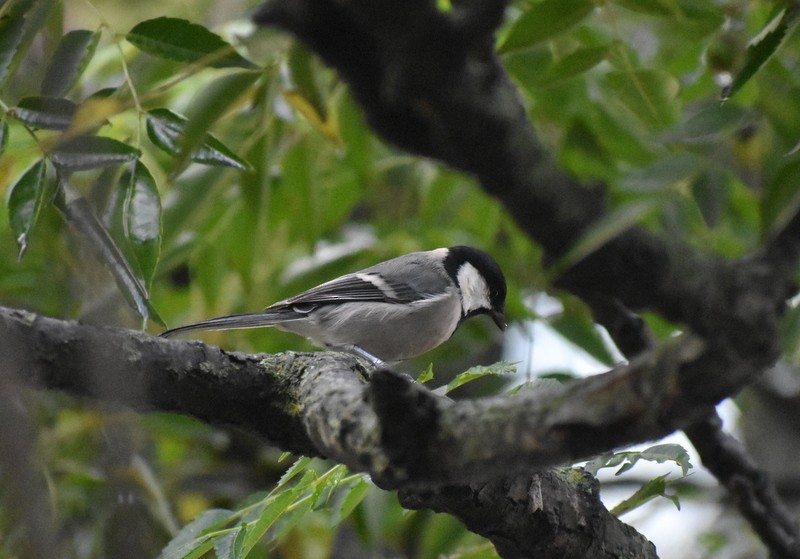 Asian Tit - ML645204812
