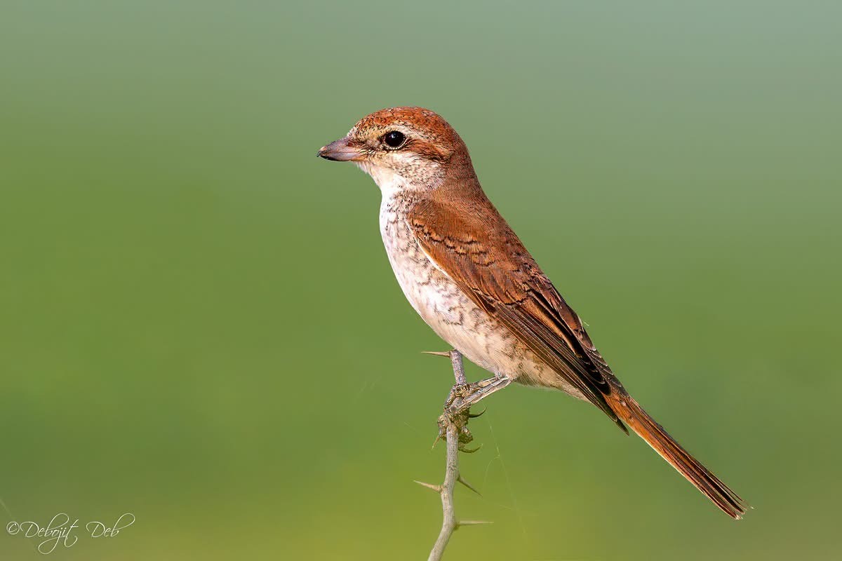 Antzandobi arrunta - ML645204814