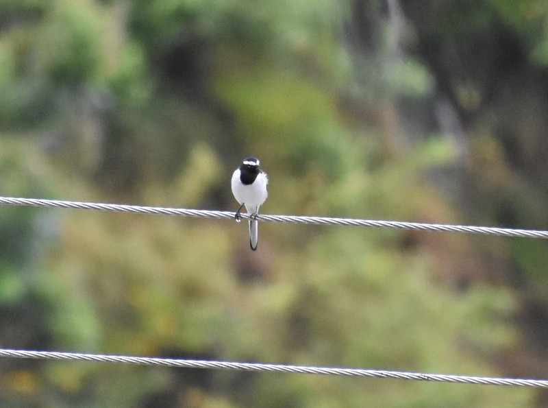 Buztanikara pinto indiarra - ML645204815