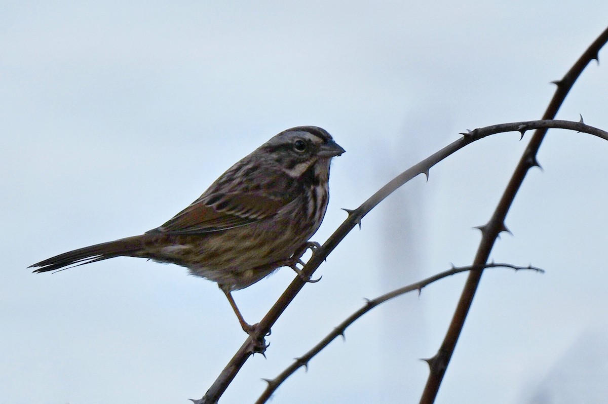 Song Sparrow - ML645204817