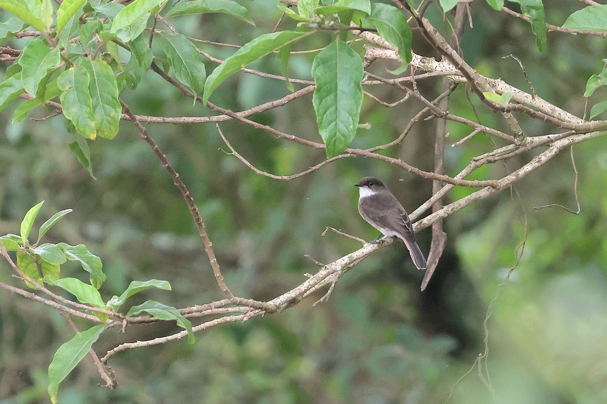 Swamp Flycatcher - ML645204818