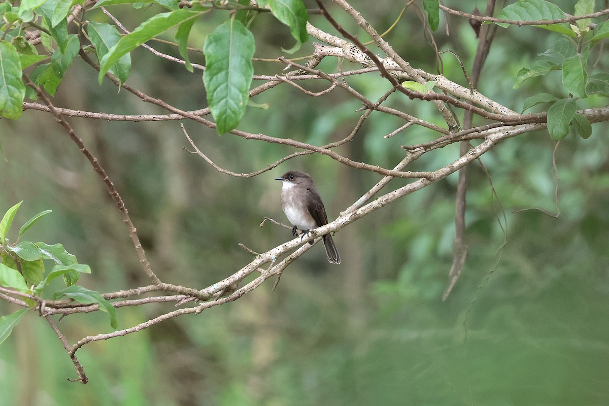 Swamp Flycatcher - ML645204819