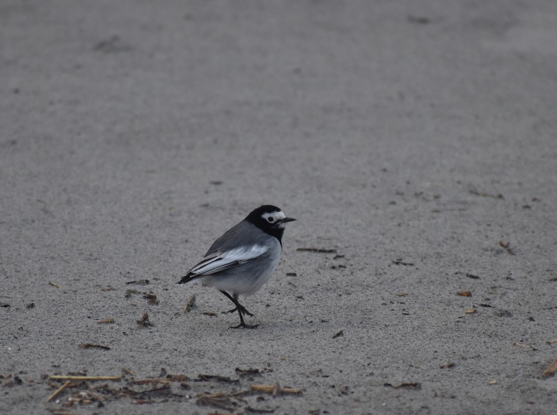 Buztanikara zuria - ML645204820