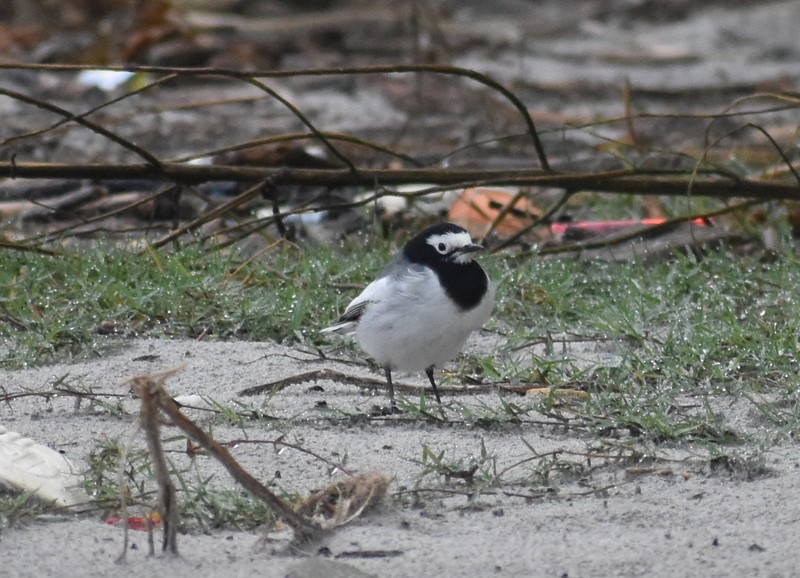 Buztanikara zuria - ML645204821