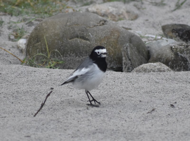 Buztanikara zuria - ML645204822