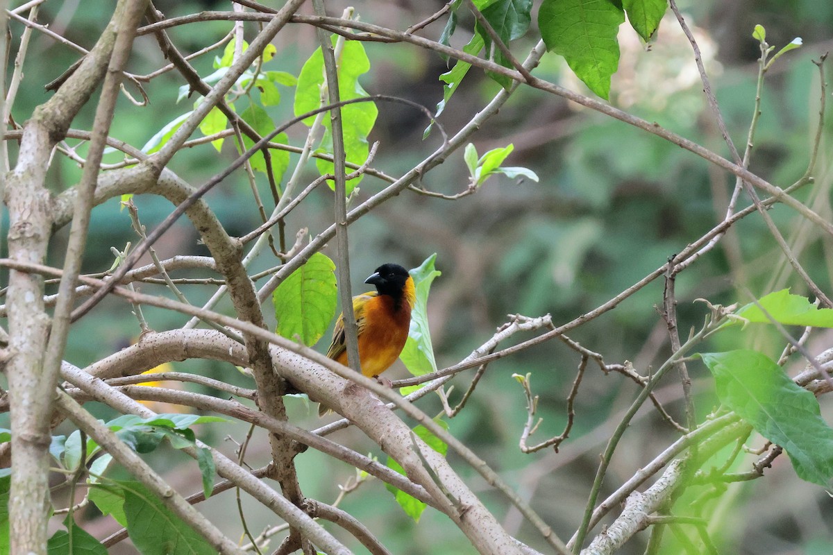 Txori ehule burubeltza - ML645204823