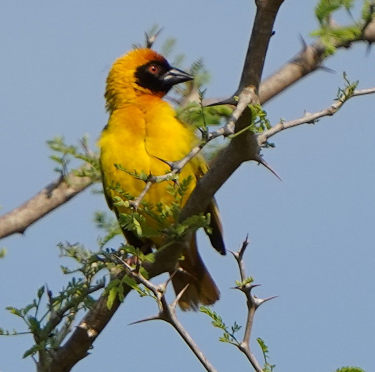 Vitelline Masked-Weaver - ML645204826